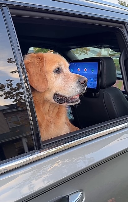 O cachorro golden retriever, Beau, esperando a criança na janela do carro.