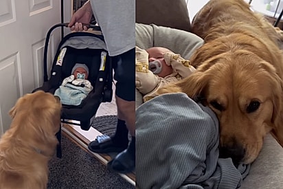 Os dois, cachorro golden e bebê, são inseparáveis desde que o menino chegou. 