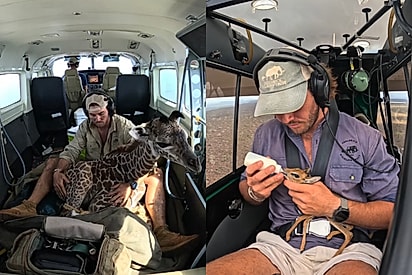 Piloto transporta filhotes órfãos de elefante, girafa e outros animais para salvar suas vidas no Quênia