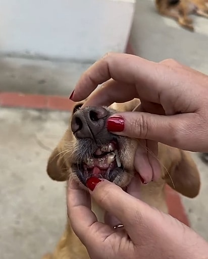 Lady foi rejeitada por não ter os dentinhos da frente.