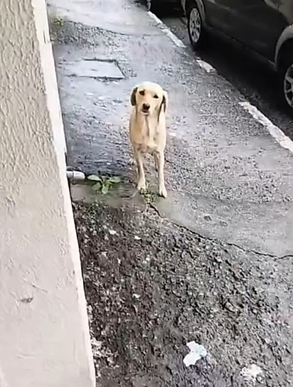 Lady foi resgatada pelos voluntários do Projeto Pacotinho de Amor, de São Paulo.