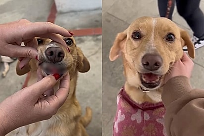 Rejeitada por não ter os dentinhos da frente, cachorrinha é adotada e dá o sorriso mais lindo de sua vida.