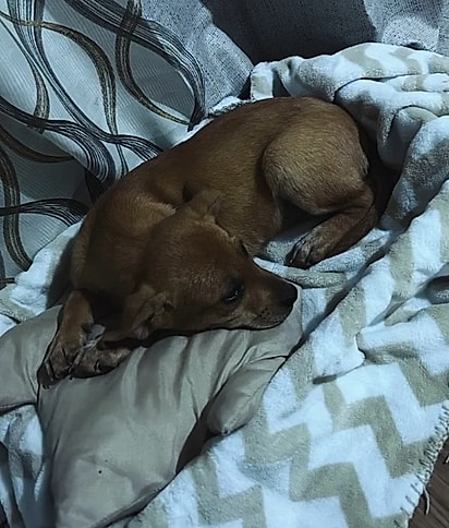 Jade, a mais nova integrante da família, que já conquistou o coração do pequeno Benjamim.
