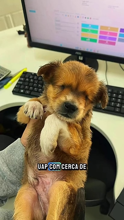 Quando foi resgatado ele cabia na palma da mão dos veterinários.