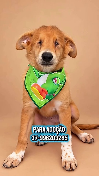 O cão posa para a foto com um lenço verde em uma campanha de adoção