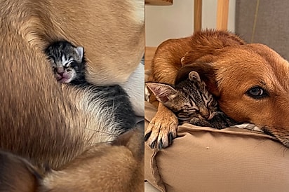 Cachorrinha adota gatinho como filho e, meses depois, ele encontra a maneira mais linda de retribuir todo o amor.