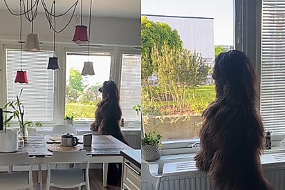 Tutora mostra cão gigante que adora bisbilhotar os vizinhos e deixa internautas curiosos: “tem certeza que isso é um cachorro?”