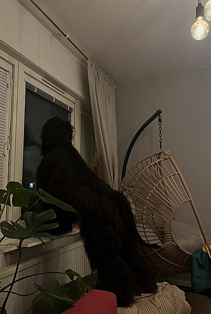 Bartolomeu, o cão galgo afegão, olhando pela janela.