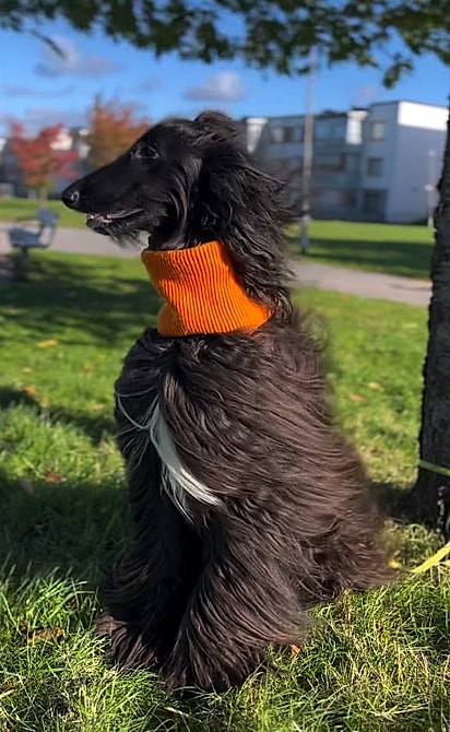Bartolomeu, um cachorro da raça galgo afegão de pelagem preta.