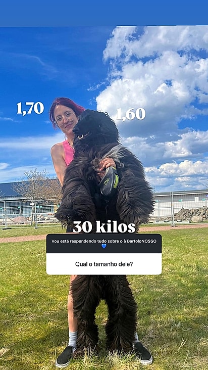 Segundo a tutora, o galgo afegão atinge 1,60 metro quando está em pé.