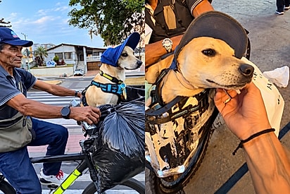 Cachorrinho de chapéu acompanha trabalhador em bicicleta e chama atenção de jovem que dedica a vida ao resgate de animais