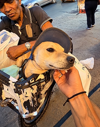 Cachorrinho de boné conquista jovem com seu jeito carinhoso após receber atenção durante passeio de bicicleta
