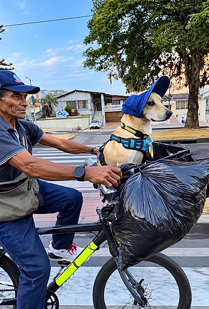 Homem pedala pelas ruas com cachorrinho de boné na cestinha da bicicleta e chama atenção por sua companhia especial