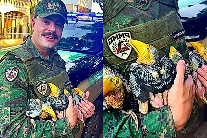 Árvore cai com tempestade e PM resgata quatro filhotes de tucano em BH: “estão com o papo cheio”