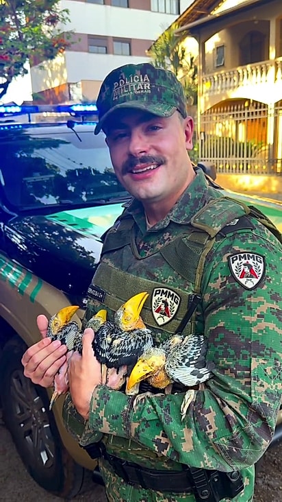 Os filhotes de tucanos ficaram empoleirados no colo do tenente.