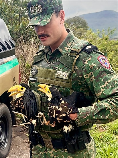 Dois tucanos resgatados em 2025 sendo segurados pelo tenente.