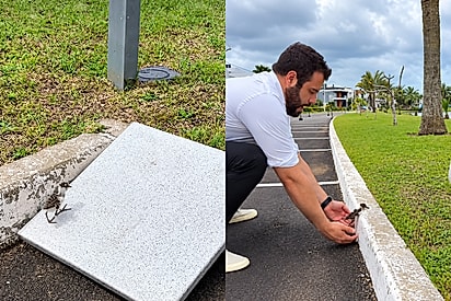 “Cuidando de filho que não é meu”: homem chega ao trabalho e encontra filhotes de quero-quero em apuros, mas acaba conquistando a confiança 