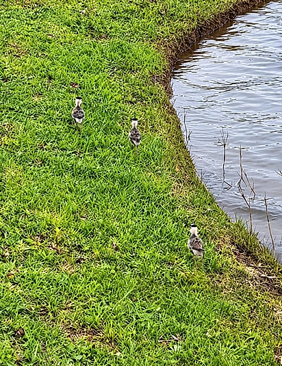 Quero-queros circula pelo gramado próximo a lago em Xangri-Lá (RS).