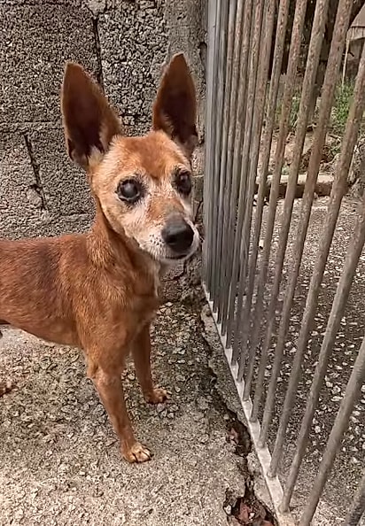 Pedrinho, um cachorro idoso de aproximadamente 10 anos.