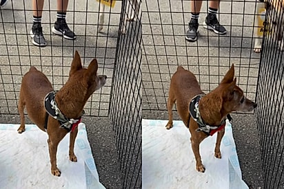 Vamos embora, Pedrinho!: Mulher vê publicação sobre cão idoso que voltou de feirinha sem ser adotado e toma atitude emocionante