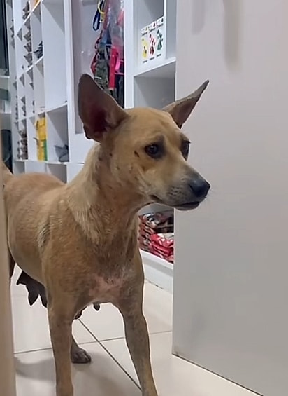 A mãe da filhote, uma cachorrinha vira-lata caramelo, precisará passar pela castração.