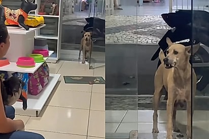 Cadela de rua leva ossinho até clínica que atendeu seu filhote e cena comove voluntárias no Ceará