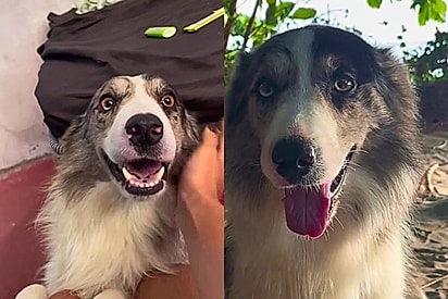 Vídeo no TikTok passa de 607 mil views e mobiliza buscas por Ayo, o vira-lata sumido na Bahia