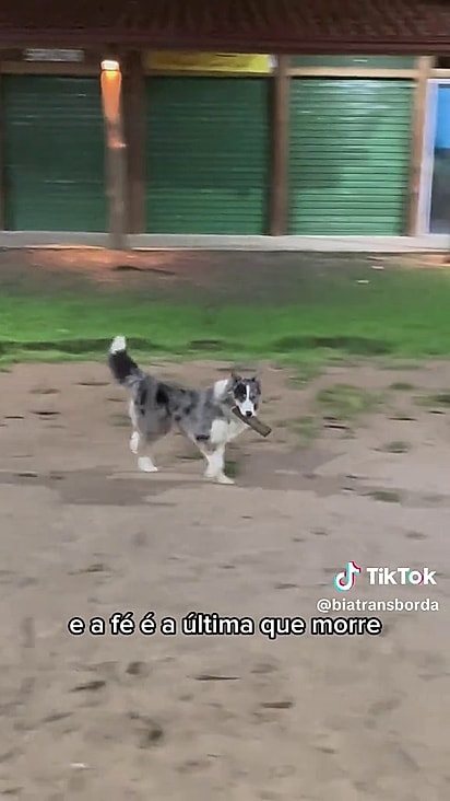 O vira-lata corre pela ilha com um brinquedo.