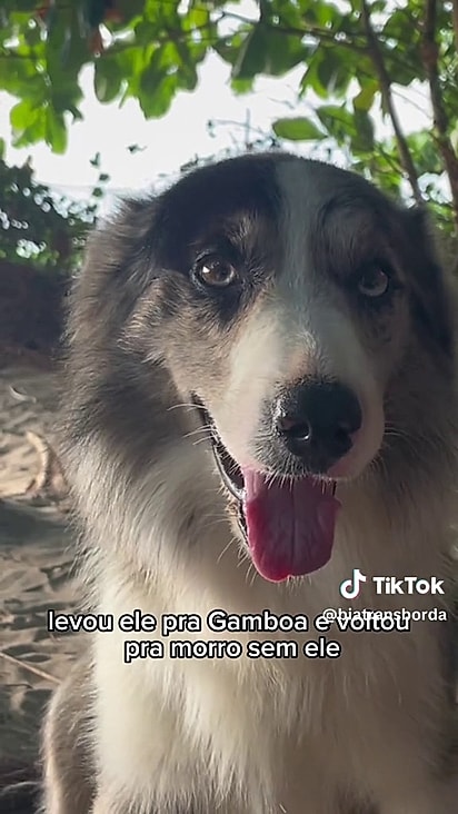 O vira-lata na ilha com o tutor.
