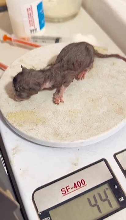 Haru pesava apenas 44 gramas aos oito dias de vida.