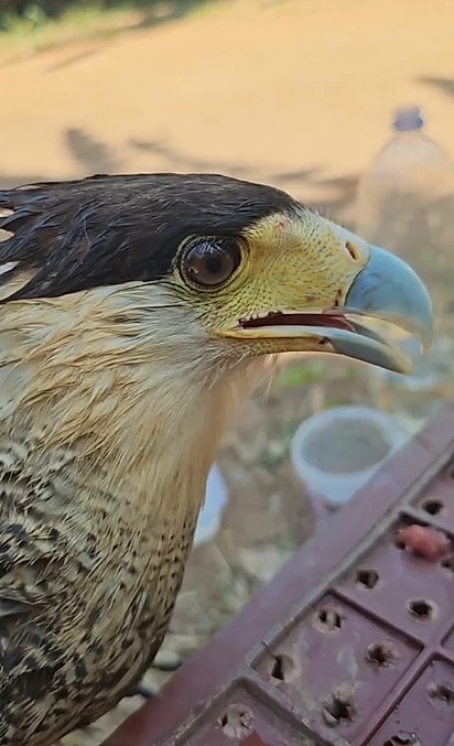 Lindomar acolheu o carcará e buscou orientação veterinária para ajudá-lo.