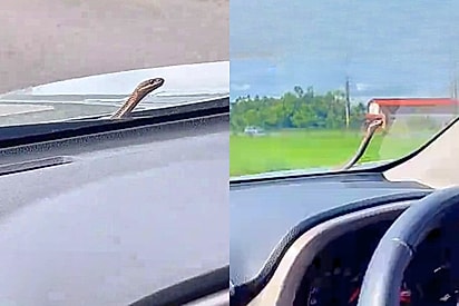 “O coração quase sai pela boca”: passageira filma cobra surgindo no capô de carro em rodovia