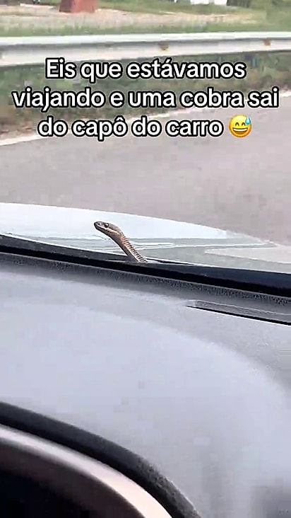A cobra saiu do capô e surgiu no parabrisa do carro.