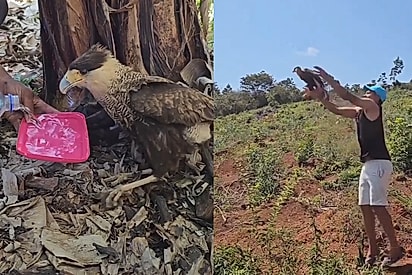 Trabalhador da roça acha carcará caído no mato, sem forças nem para se defender, e cuida dele por 5 dias até vê-lo voar