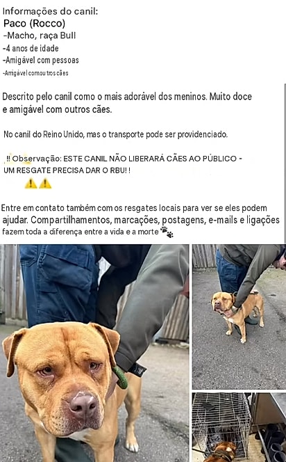 A publicação do pedido de ajuda que Paulina viu sobre o cão Wabi.