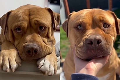 Cão ‘vesguinho’ resgatado das ruas do Reino Unido conquista família