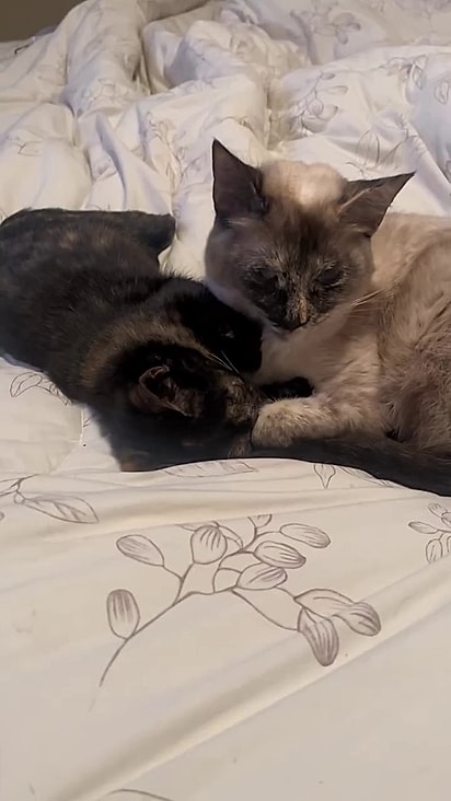 A gatinha dorme aconchegada com a irmã felina.