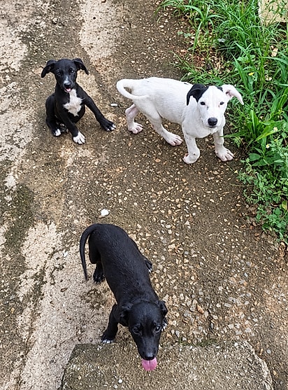 Pepê e Nenê ainda filhotes, ao lado do irmãozinho que já foi adotado