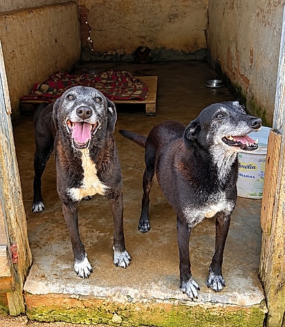 As cachorrinhas idosas Pepê e Nenê, de aproximadamente 10 anos, aparecem juntas no abrigo