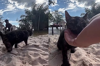 Sem as patas traseiras e com os 4 irmãos já adotados, gatinha comia restos de turistas até conquistar casal em férias