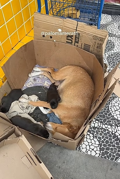 A cachorrinha caramelo e seus três filhotinhos usavam uma caixa de papelão na calçada como abrigo.