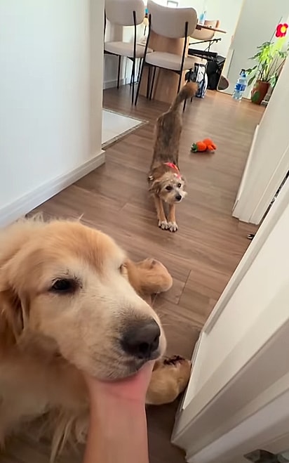 Clarice, a fiapo de manga, se adaptou bem ao outro cão da família, o golden retriever Tom. 