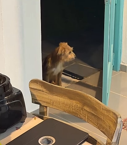 A cachorrinha Clarice apareceu em uma noite chuvosa. 