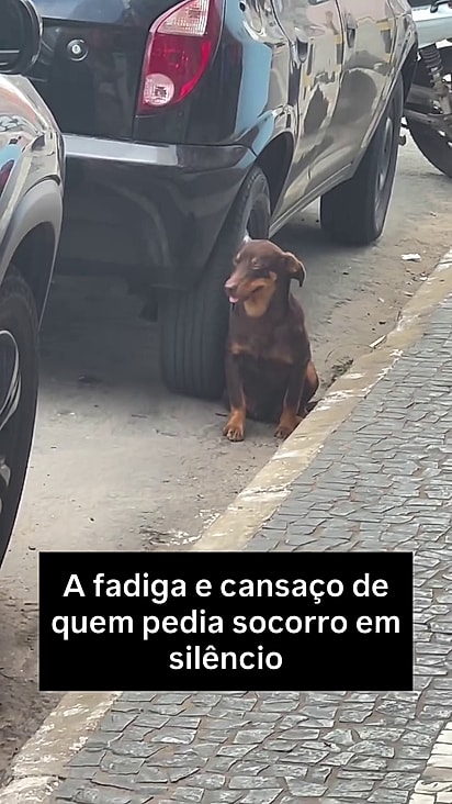 O cãozinho encontrado escorado em um carro tentando descansar do perigo nas ruas.