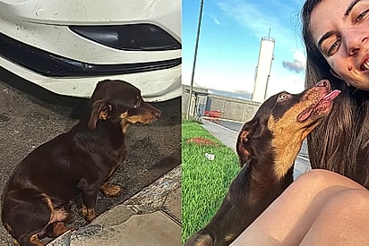 Todynho chegou mancando à porta de uma loja em Caldas Novas e não quis mais ir embora