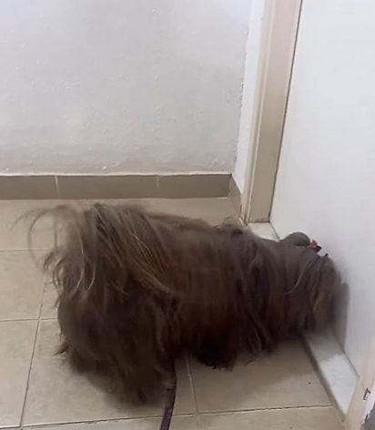 Cachorrinha Nina espiando por baixo da porta do vizinho. 