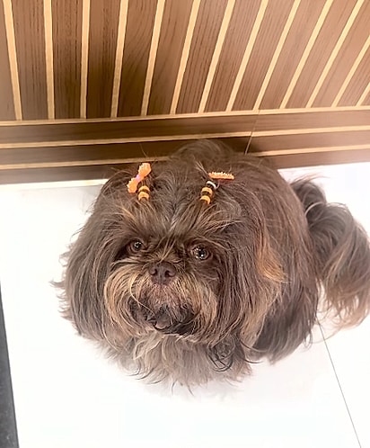 Nina, uma cadelinha da raça shih-tzu. 