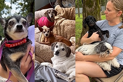 Mulher herda cão idoso do pai e cria santuário para que outros não passem os últimos dias sozinhos: já acolheu mais de 4,5 mil