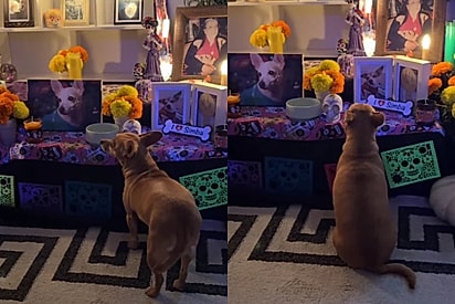 Cachorrinha contempla altar do Dia dos Mortos à espera dos irmãos que já partiram