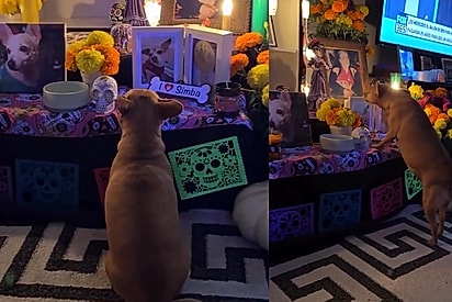 Vira-lata caramelo fica parada diante de homenagem com fotos dos irmãos que partiram e olhar fixo emociona a tutora